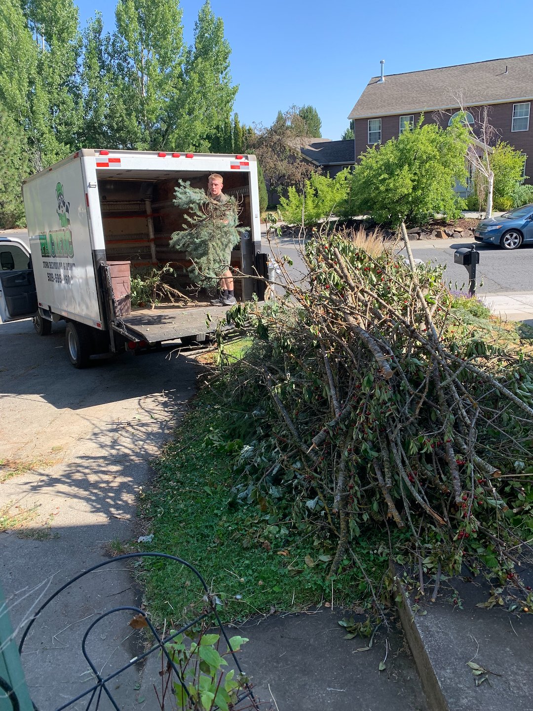 Tree Branch and Brush Removal In Pullman