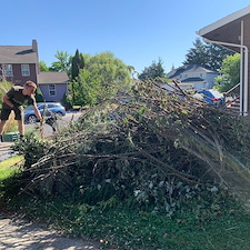 Tree-Branch-and-Brush-Removal-In-Pullman 1
